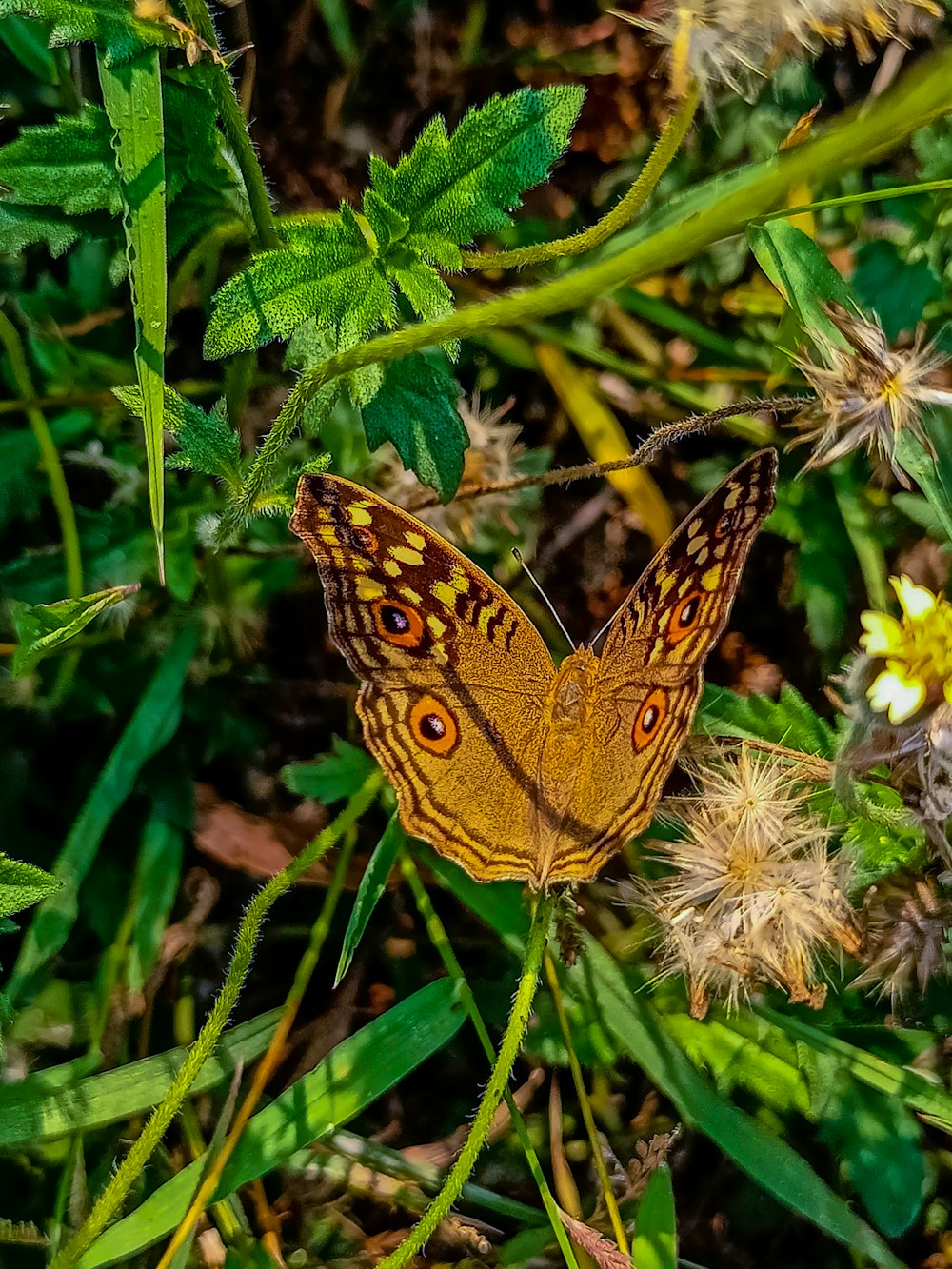 a close up of a butterfly on a plant