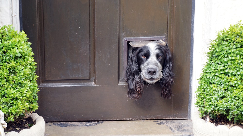 a black and white dog sticking its head out of a door