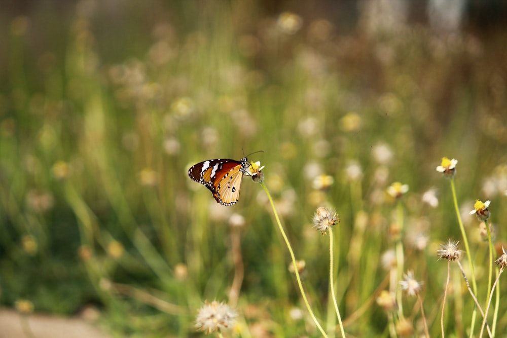 a butterfly flying over a field of flowers