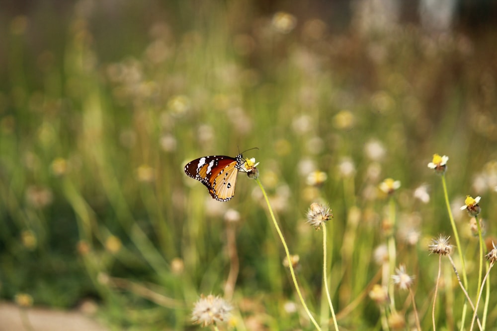 Una farfalla che vola sopra un campo di fiori