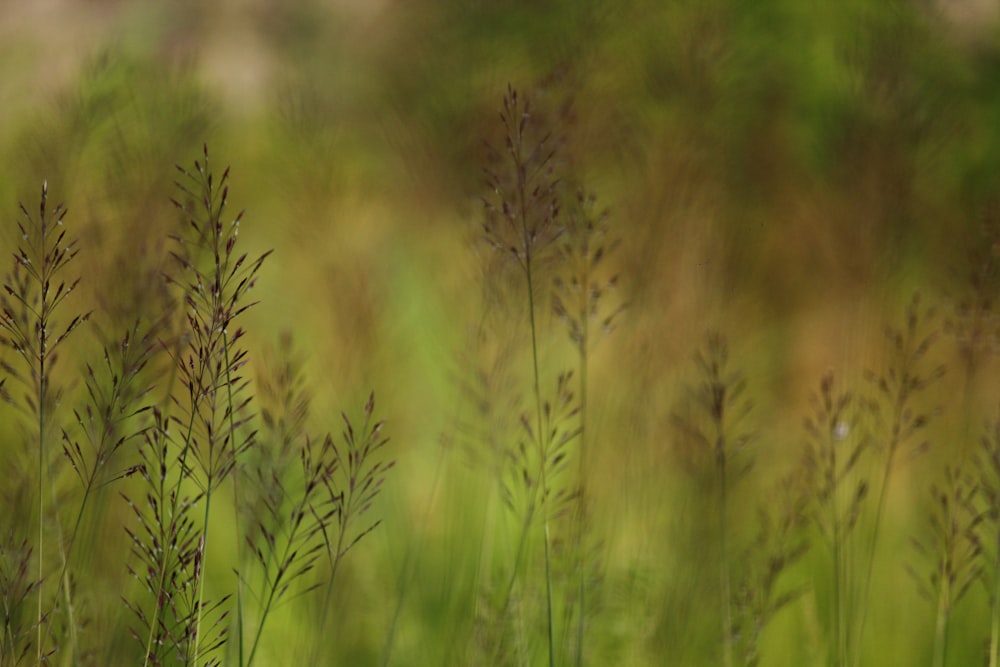 Una foto sfocata di un campo di erba alta