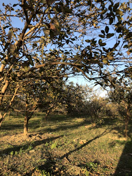 Sunlight filtering through leafy branches heavy with colorful ripe fruit in a peaceful orchard.