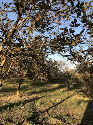 Sunlight filtering through the leaves of apple trees in the orchard.