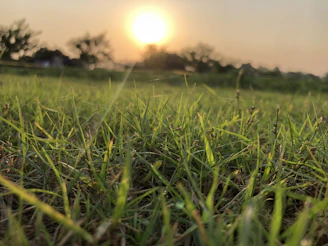 Close-up of tall grass being cut with a professional mower in an overgrown field during golden hour.
