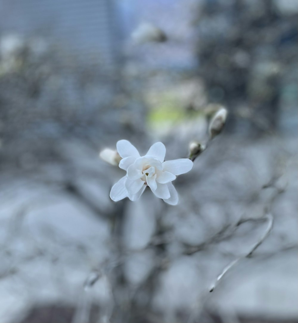 a white flower with a blurry background