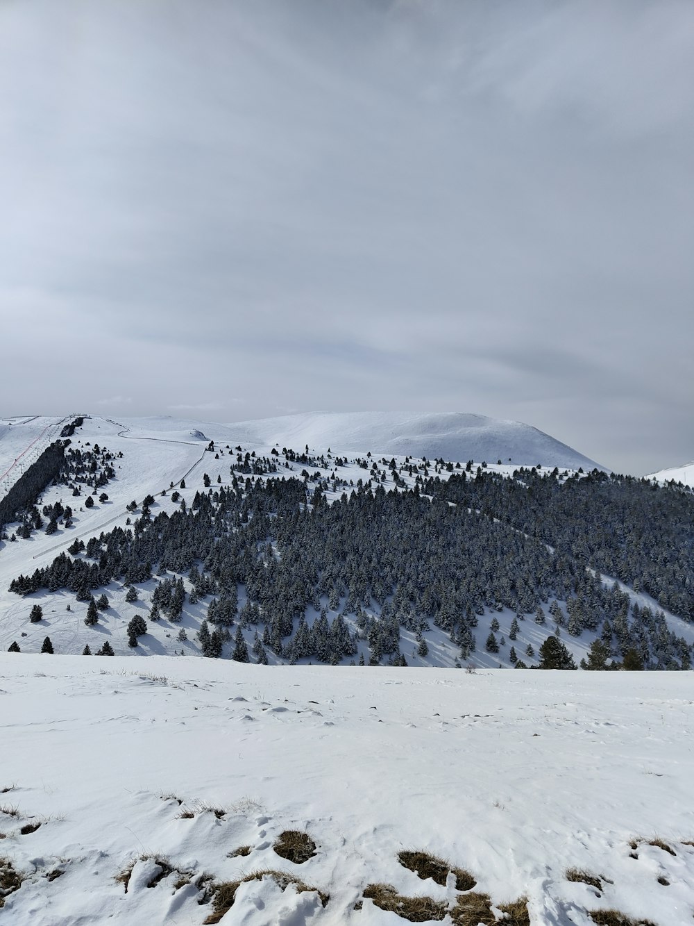 una montaña cubierta de nieve con árboles en la cima