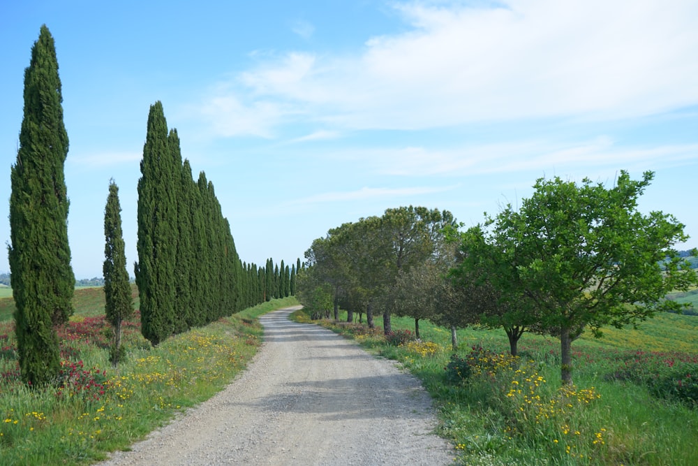 a dirt road surrounded by trees and flowers