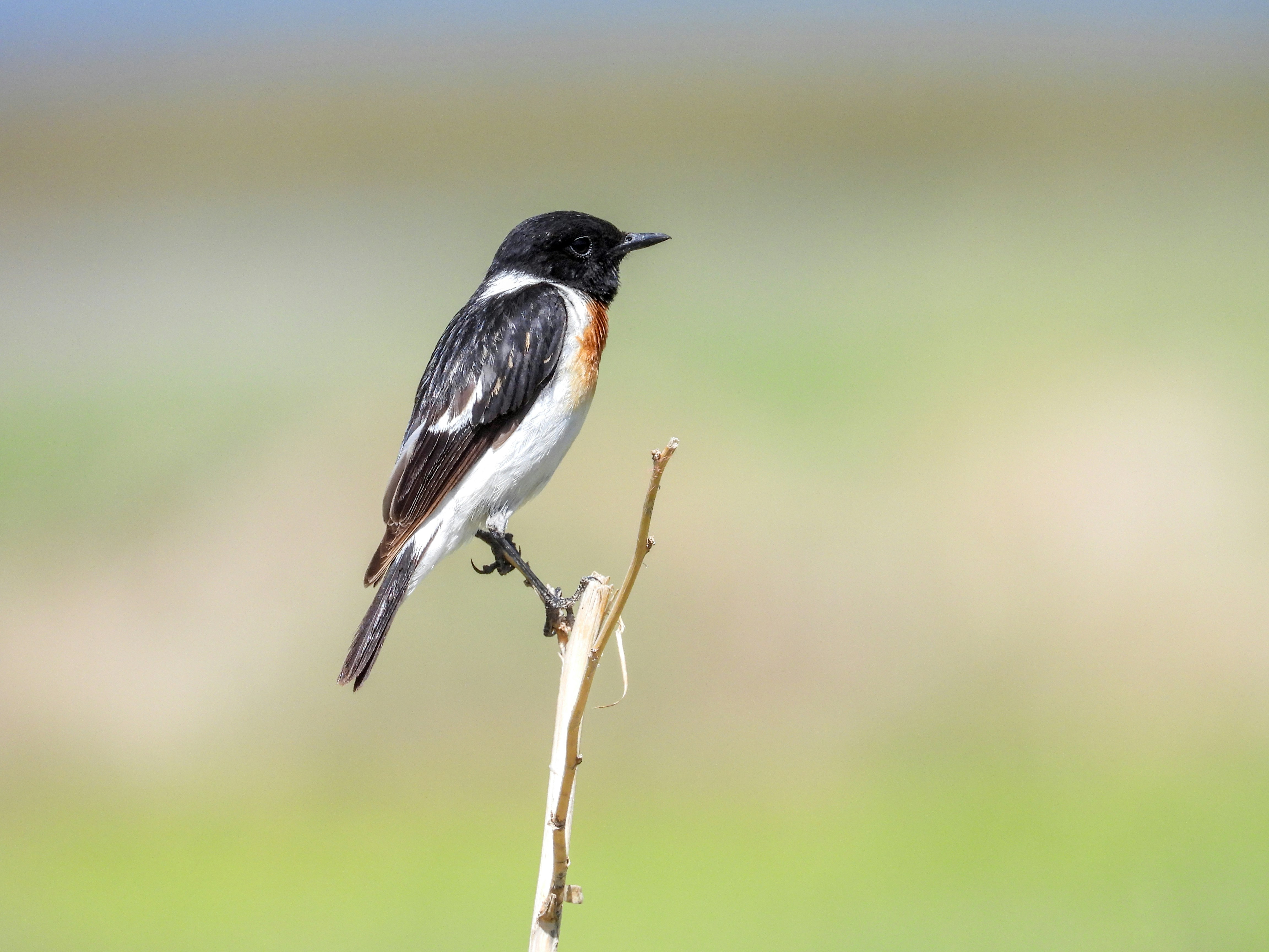 Photo by aliarjmandi