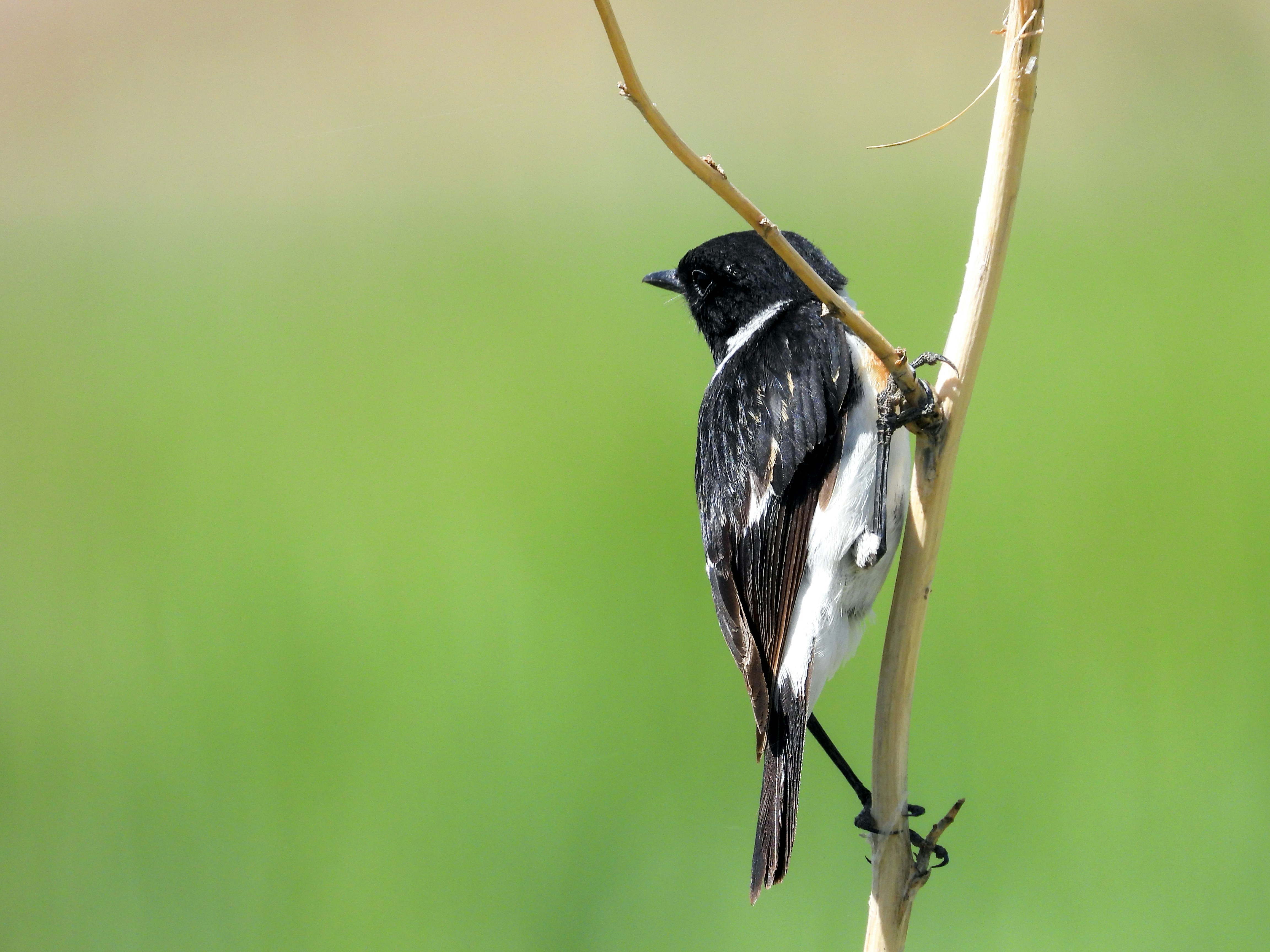 Photo by aliarjmandi