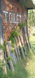 A brick wall with the word 'TOILET' painted in white is visible. Several palm tree trunks are stacked against the wall, surrounded by lush green grass. Some of the trunks have small green plants growing from them. Sunlight casts shadows, enhancing the texture of the bricks and the trunks.