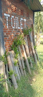 A brick wall with the word 'TOILET' painted in white is visible. Several palm tree trunks are stacked against the wall, surrounded by lush green grass. Some of the trunks have small green plants growing from them. Sunlight casts shadows, enhancing the texture of the bricks and the trunks.