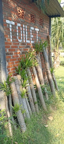 A brick wall with the word 'TOILET' painted in white is visible. Several palm tree trunks are stacked against the wall, surrounded by lush green grass. Some of the trunks have small green plants growing from them. Sunlight casts shadows, enhancing the texture of the bricks and the trunks.