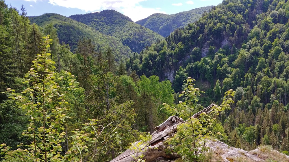 uma vista de uma floresta com montanhas ao fundo