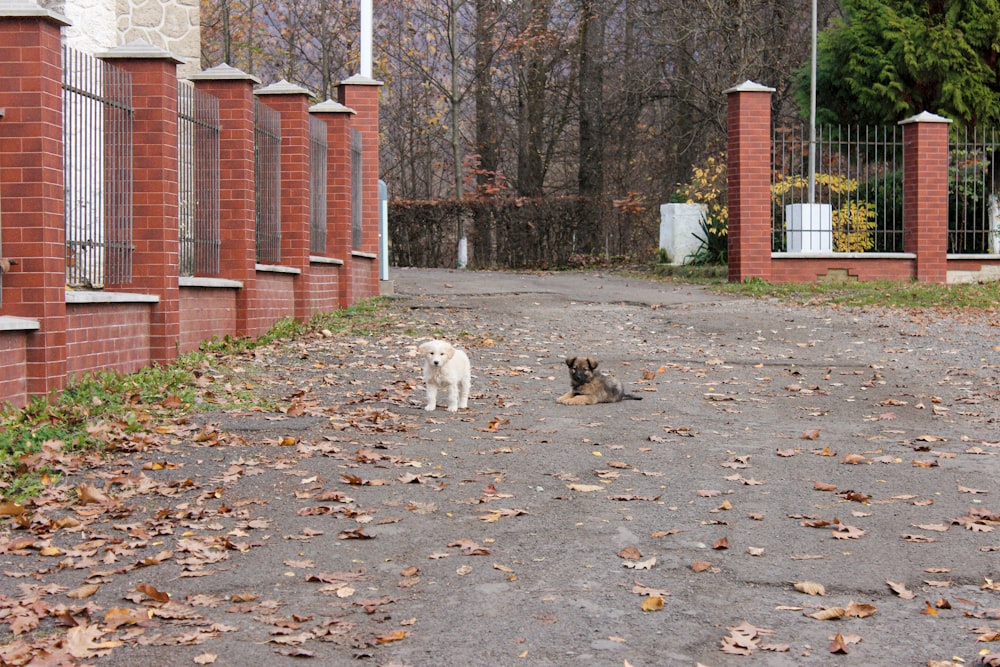 a couple of dogs that are standing in the street