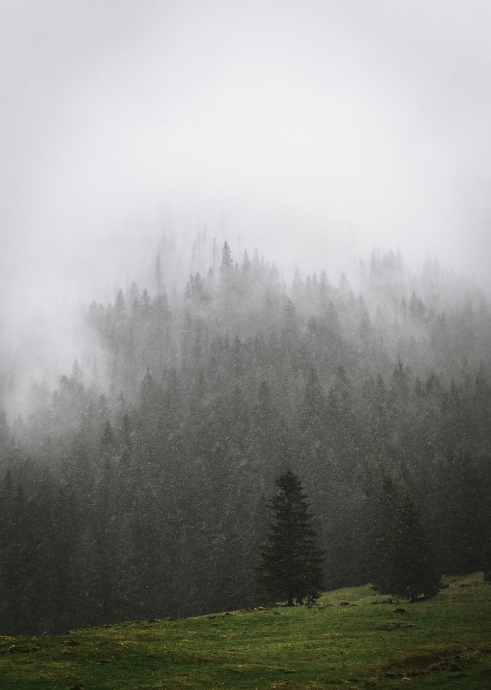 Una montagna nebbiosa coperta da molti alberi