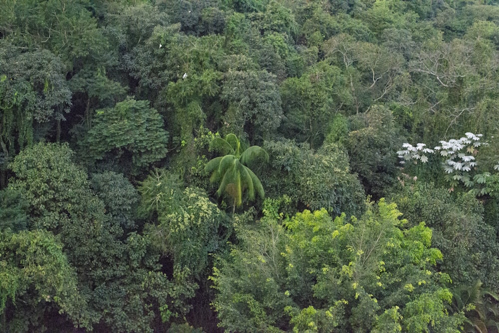 a lush green forest filled with lots of trees