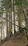 A hiker wearing a sleek hypershell exoskeleton walking through a golden-lit forest trail.