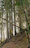 A hiker wearing a sleek hypershell exoskeleton walking through a golden-lit forest trail.