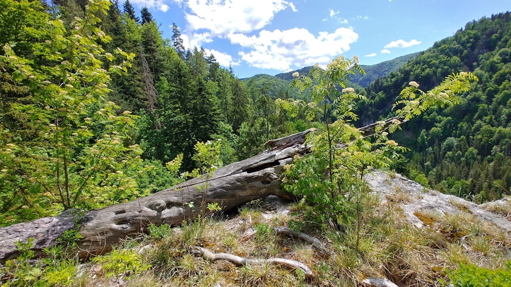 a fallen tree in the middle of a forest