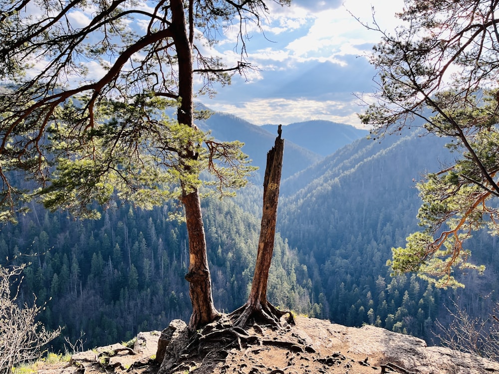 a couple of trees that are standing in the dirt