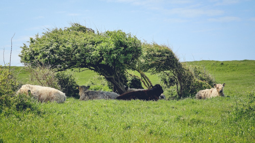 a herd of cattle laying in a field under a tree