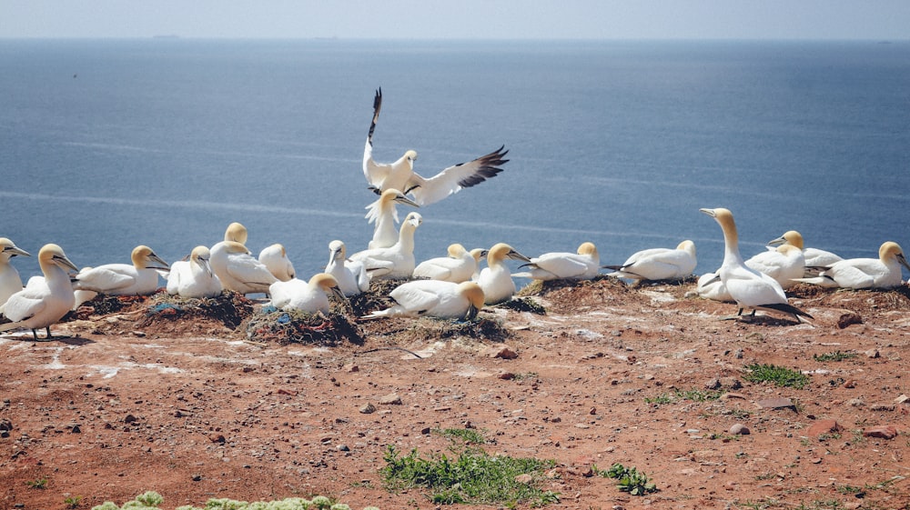 a flock of birds standing on top of a dirt field