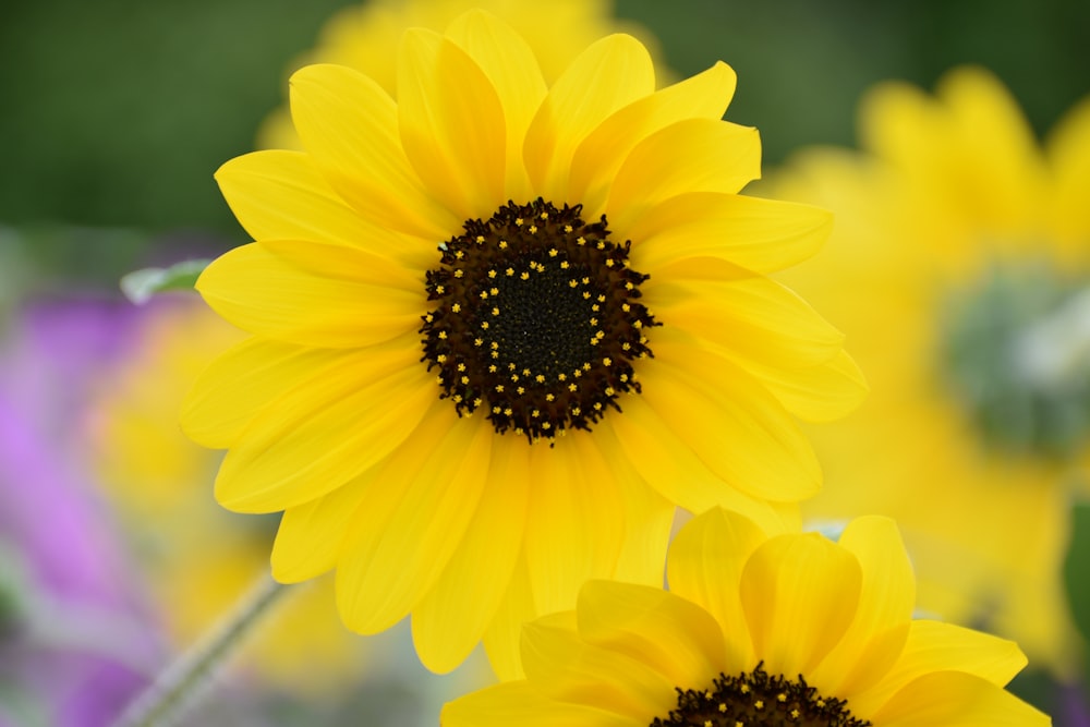 a close up of two yellow sunflowers in a field