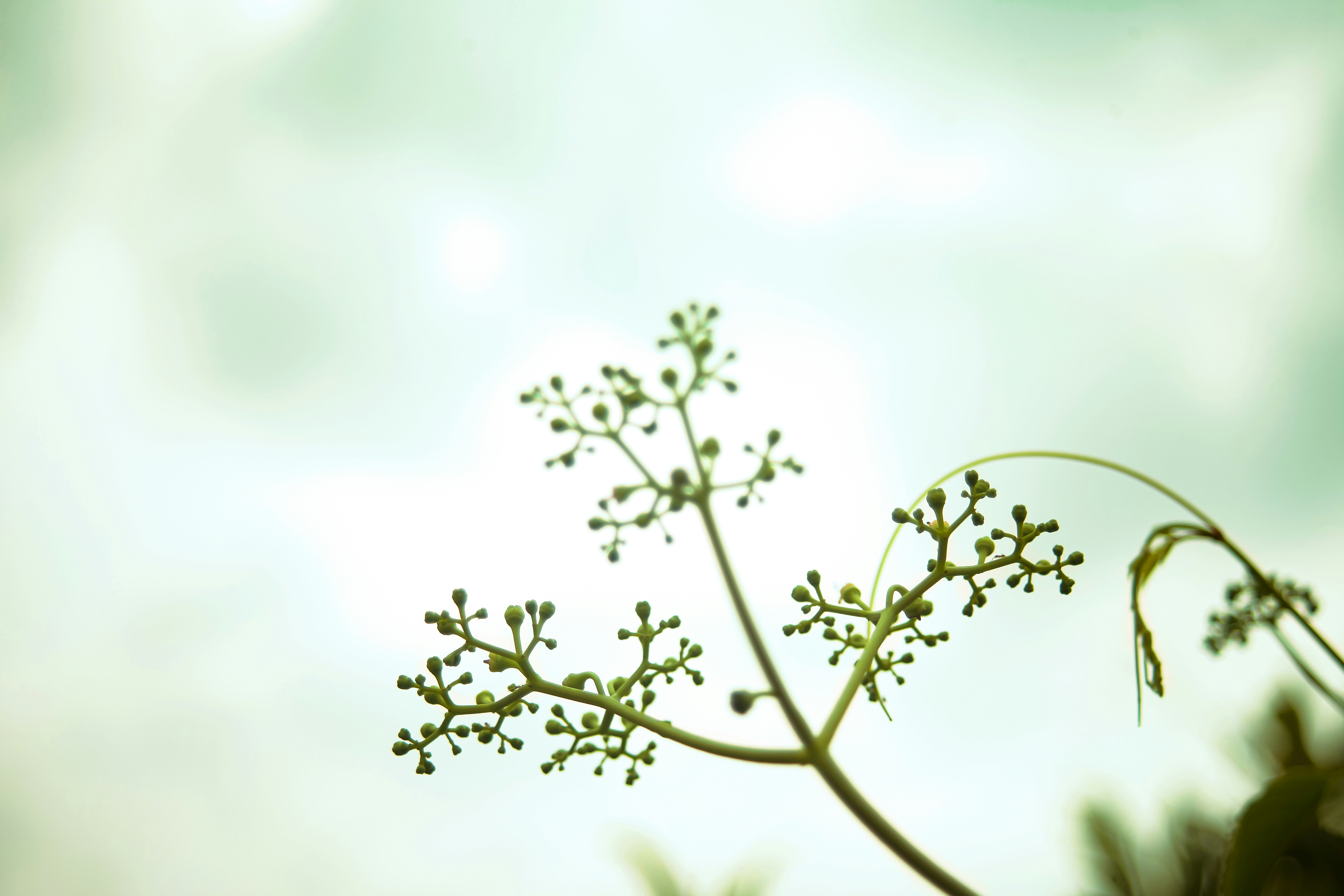 a close up of a plant with a sky background
