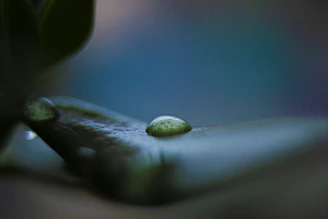 A serene close-up of water droplets on a leaf reflecting soft morning light.