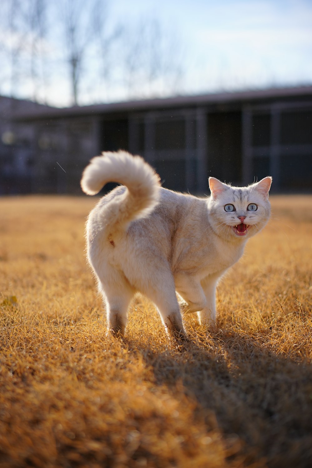 a white cat walking across a dry grass field