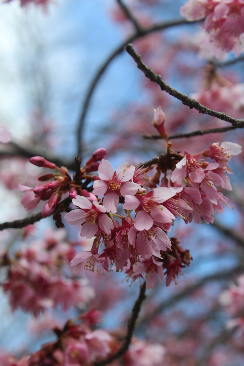 a branch of a tree with pink flowers