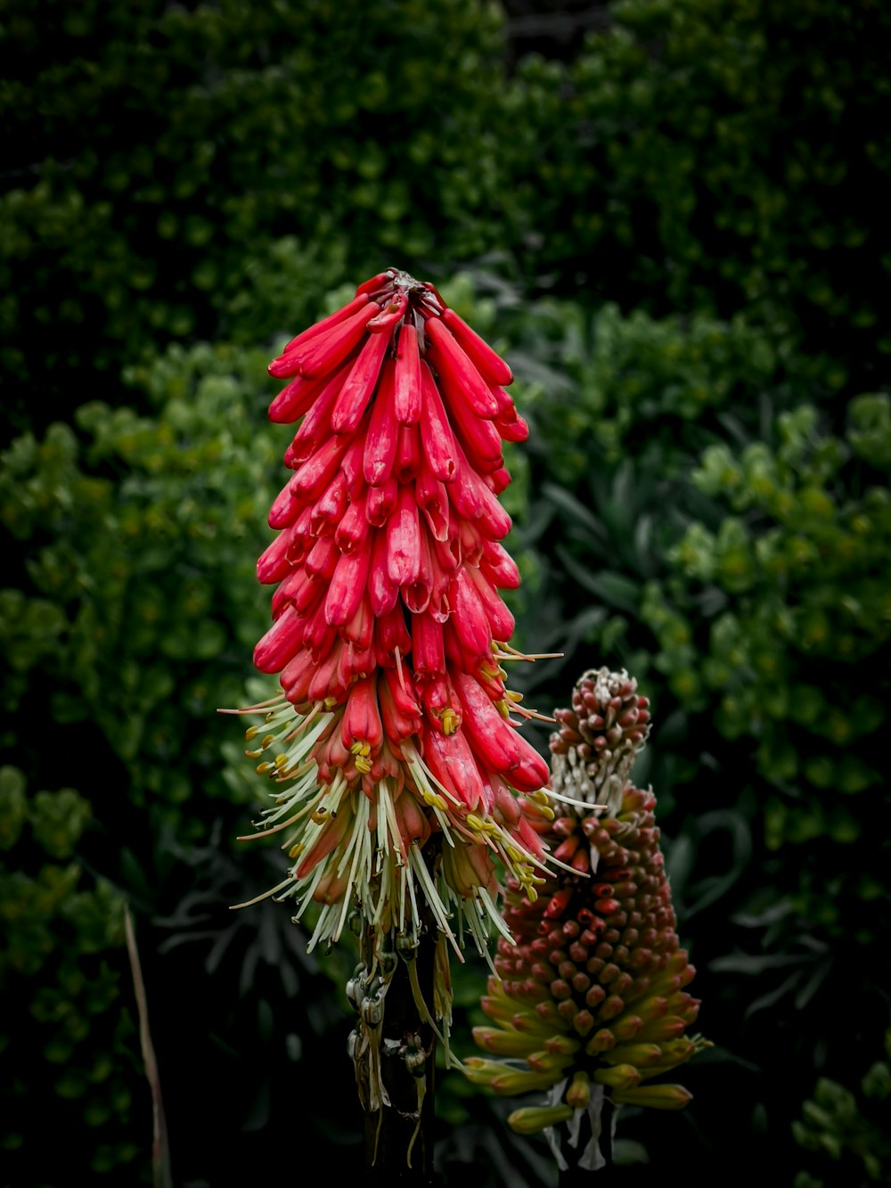 a large red flower with green leaves in the background