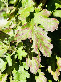 Close-up of a leaf with beneficial insects alongside pest larvae, illustrating biopesticide effectiveness.