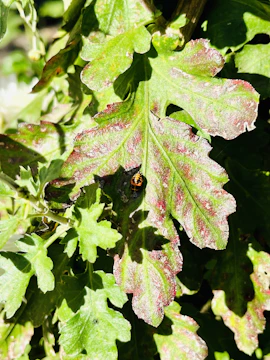 Close-up of a leaf with beneficial insects alongside pest larvae, illustrating biopesticide effectiveness.