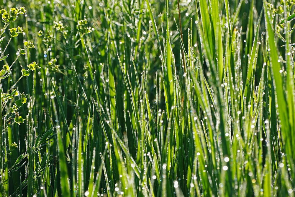 a field of green grass covered in dew
