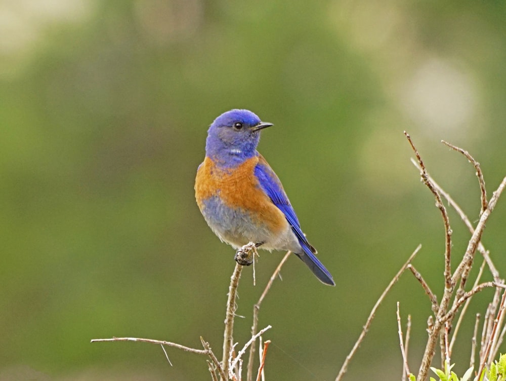 a blue and orange bird sitting on top of a tree branch