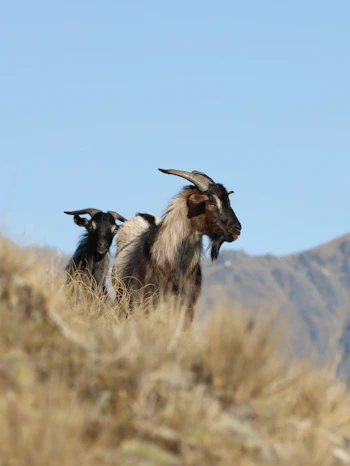 Mountain Goats — Highland Origin
