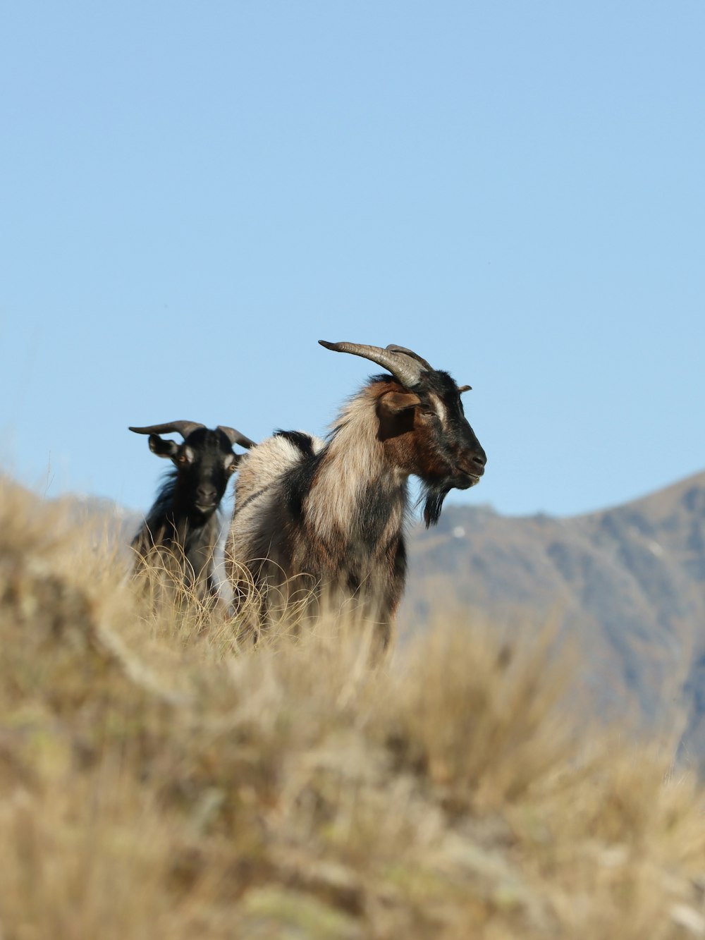 two goats standing in a field with mountains in the background