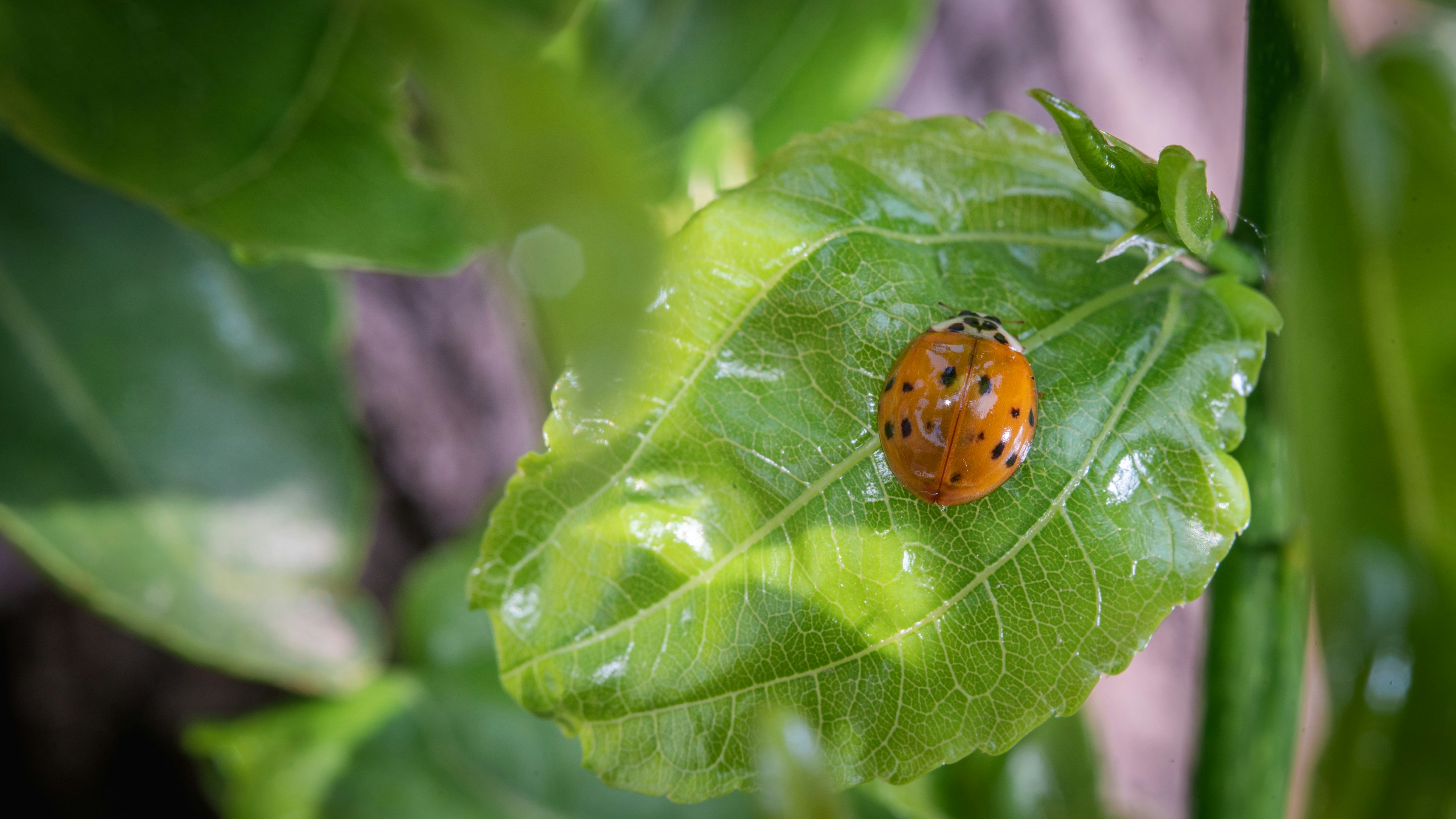 Photo by peek_a_boo_who