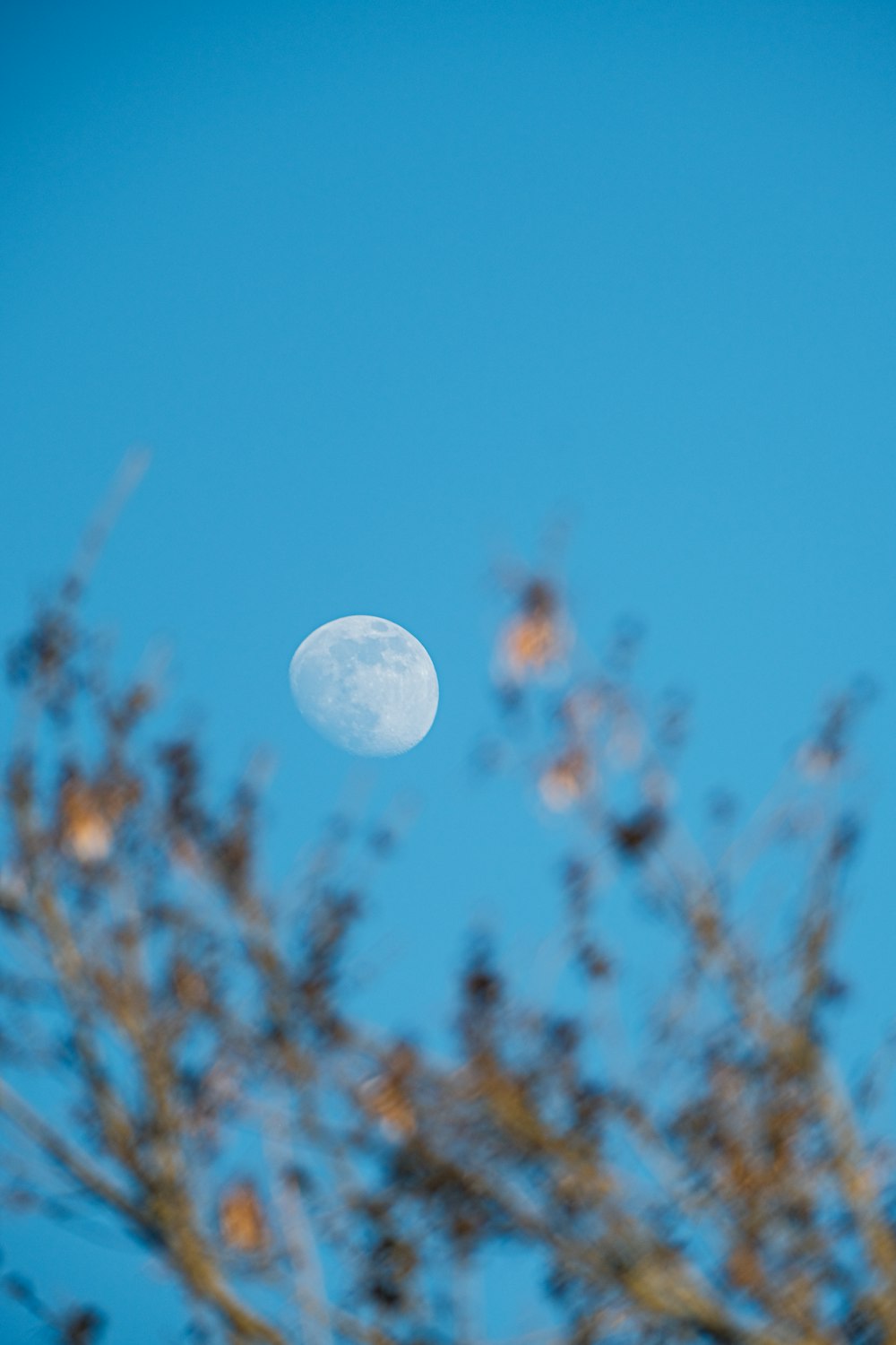 the moon is seen through the branches of a tree