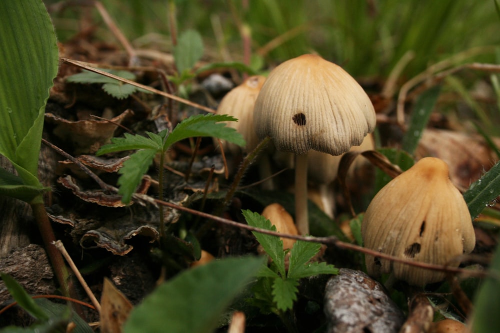 a group of mushrooms that are sitting in the grass