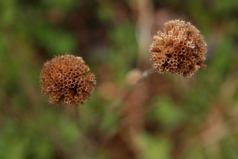 a couple of brown flowers sitting on top of a lush green field