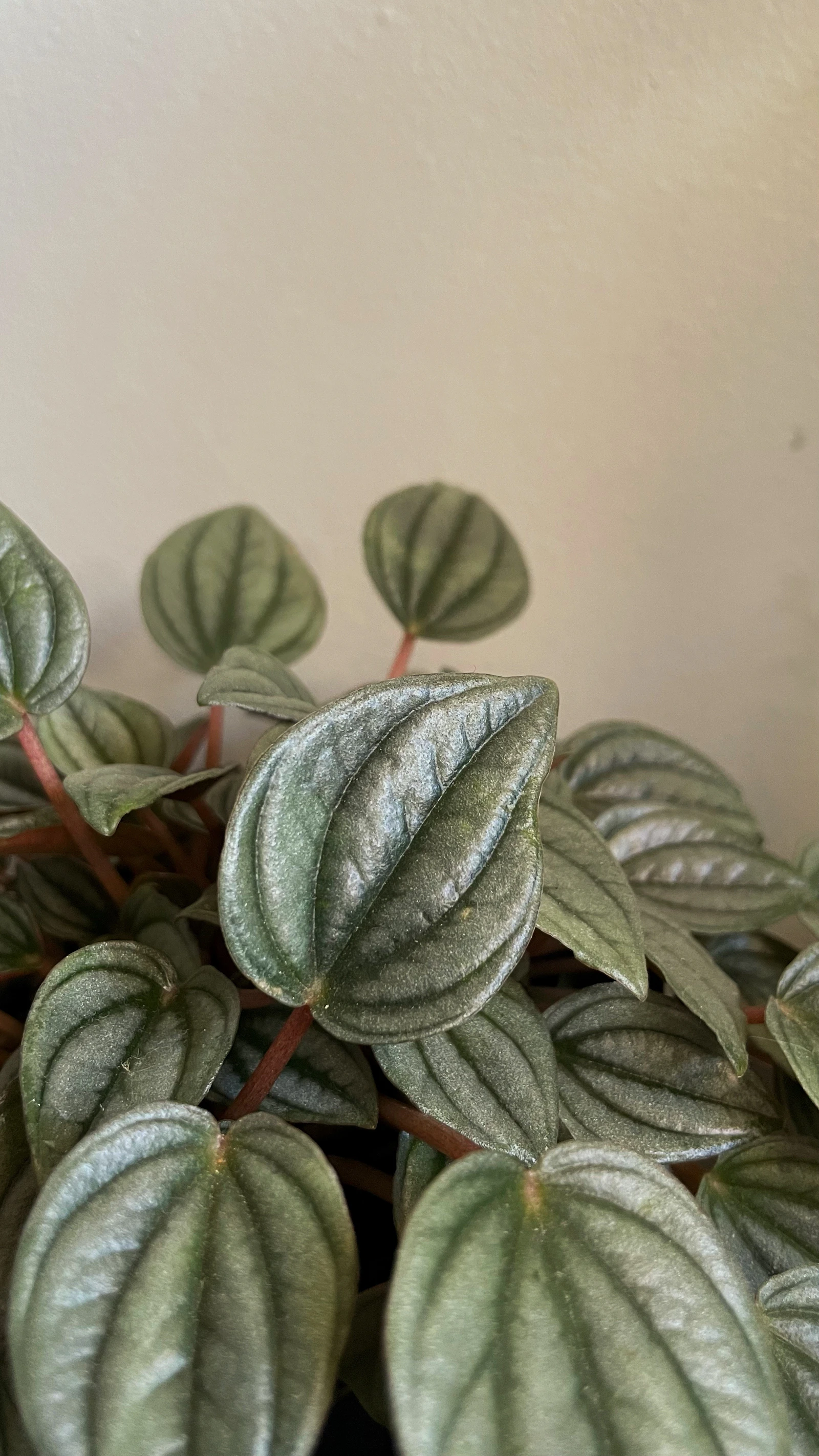 Close-up of Peperomia argyreia (watermelon peperomia) showing the distinctive silver-striped leaves resembling a watermelon rind