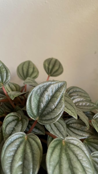 Peperomia