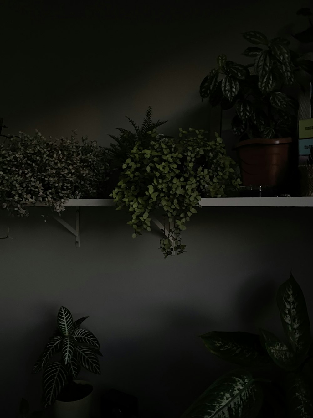 a shelf with a potted plant on it