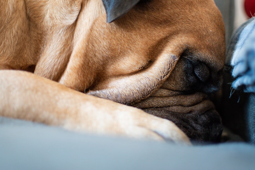 a close up of a dog sleeping on a bed