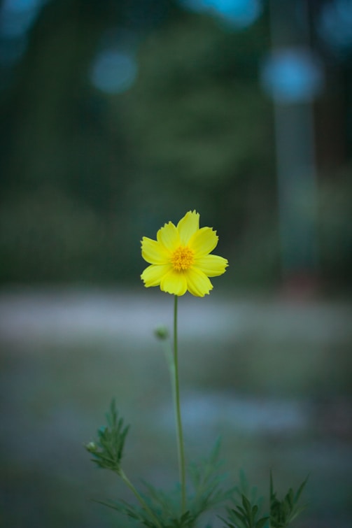a single yellow flower is in a vase