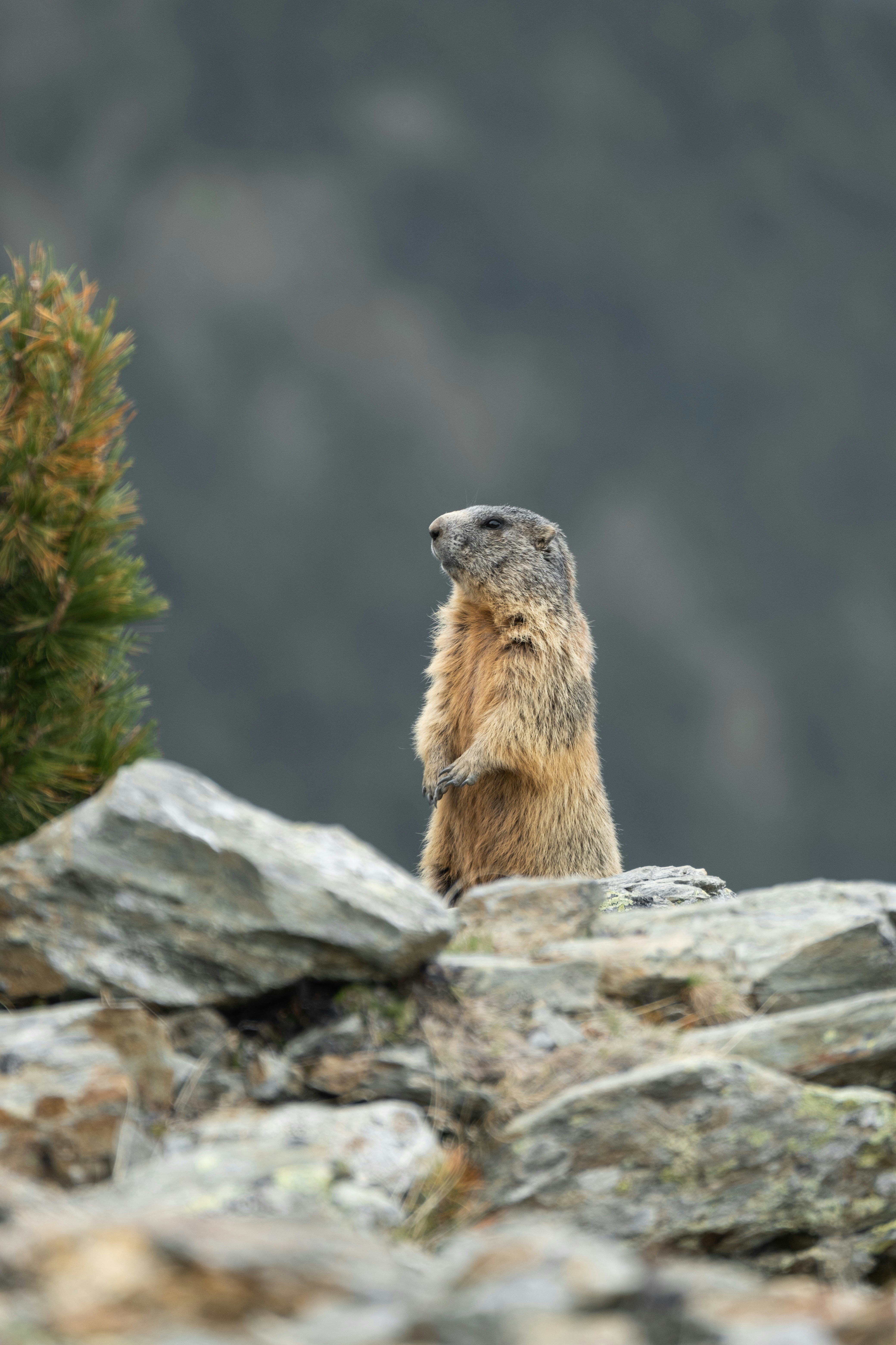 a small animal standing on top of a rocky hillside