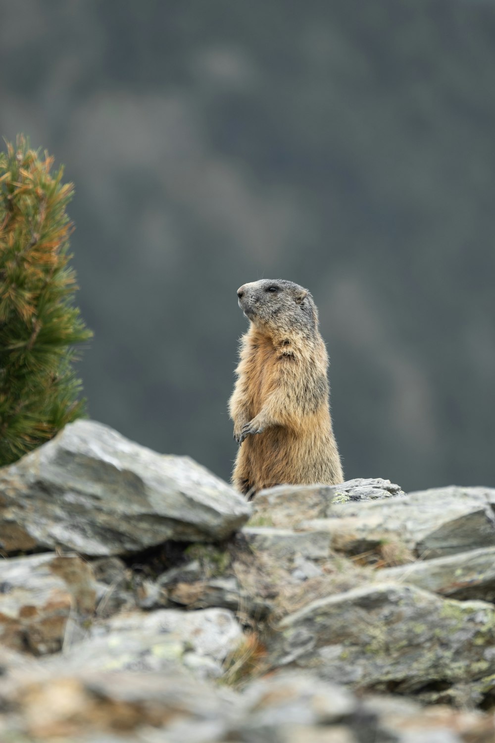 a small animal standing on top of a rocky hillside
