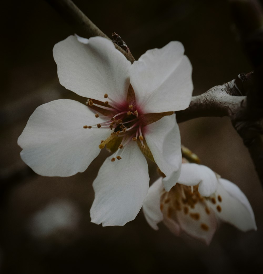 a close up of a flower on a tree branch